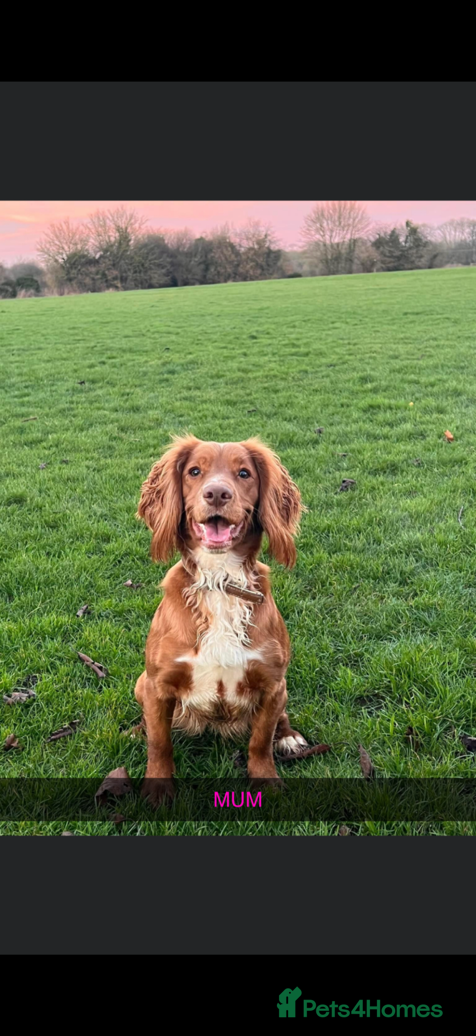 Cockapoo dogs LAST GORGEOUS F1 COCKAPOO BOY!! - Advert 2