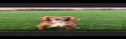 Cockapoo dogs for sale: ABSOLUTELY GORGEOUS F1 COCKAPOOS PUPS - Advert 2