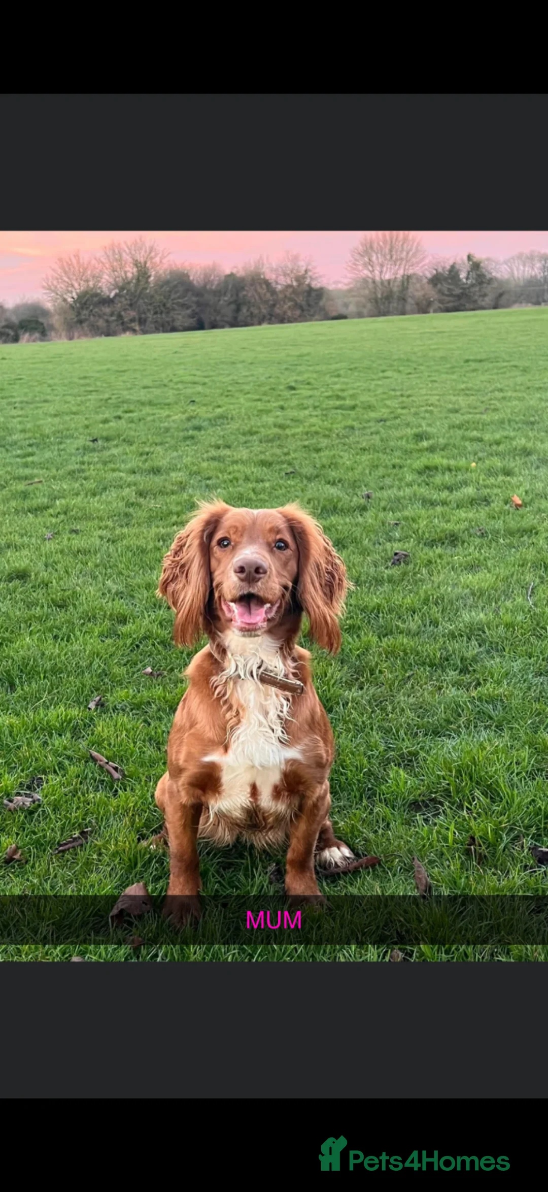Cockapoo dogs for sale: ABSOLUTELY GORGEOUS F1 COCKAPOOS PUPS - Advert 2