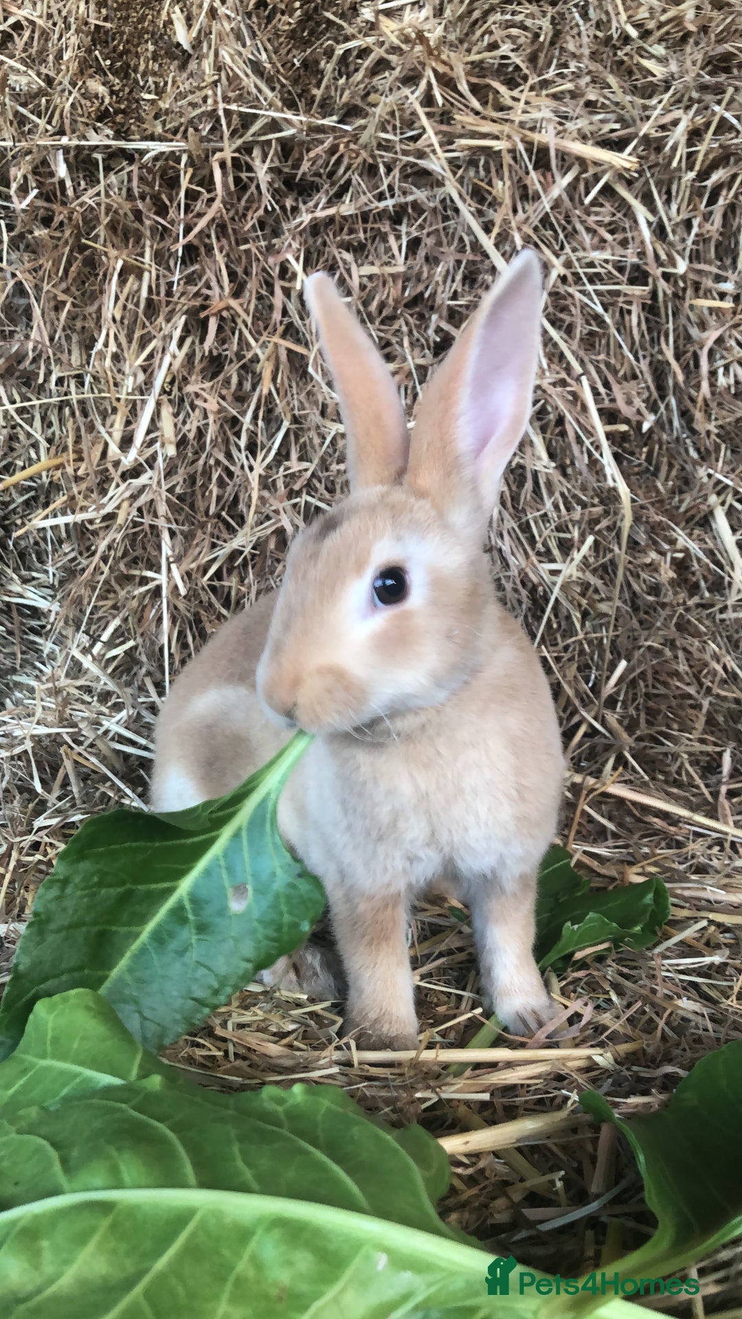 Rex rabbits for sale: Beautiful Purebred Velvet Mini Rex babies  - Image 26
