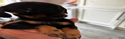 Chiweenie dogs for sale: 4 Gorgeous Chiwennie puppies - Advert 11