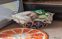 Jack Russell dogs for sale: Poppy - Image 7
