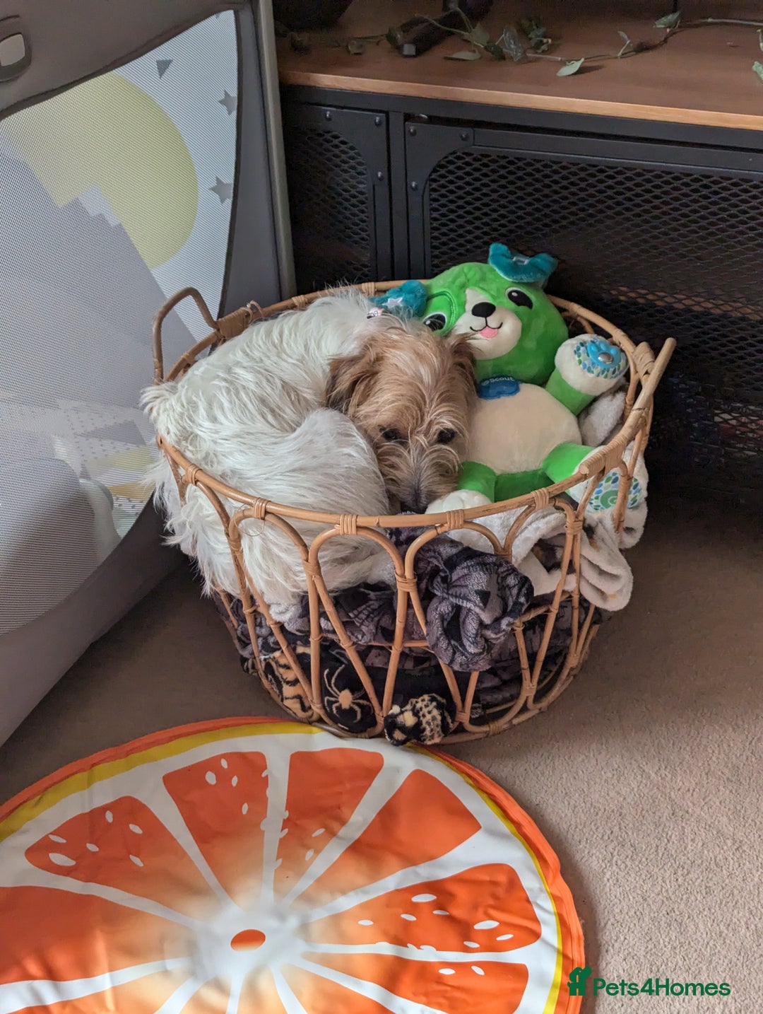 Jack Russell dogs for sale: Poppy - Image 7