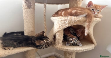 Mixed Breed cats - Advert 16