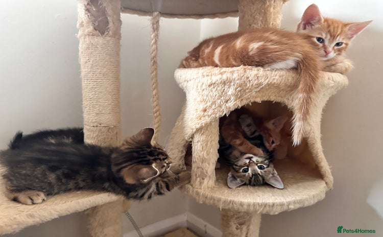 Mixed Breed cats - Advert 16
