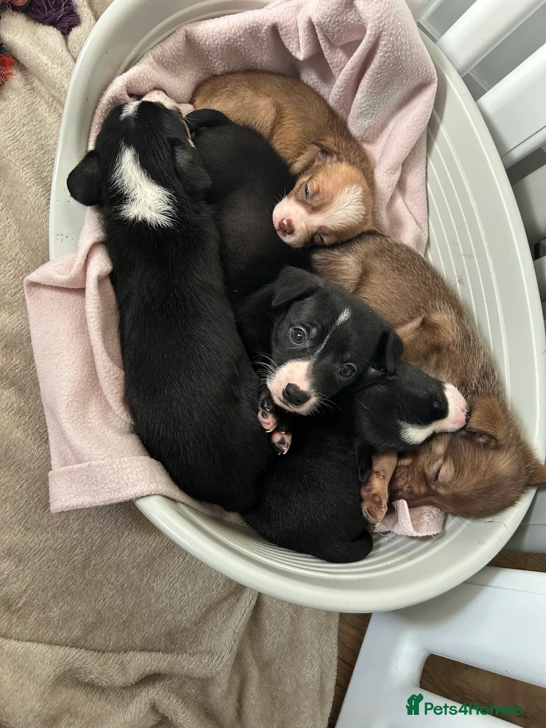 Chihuahua dogs for sale: Beautiful Chihuahua puppies - Advert 2