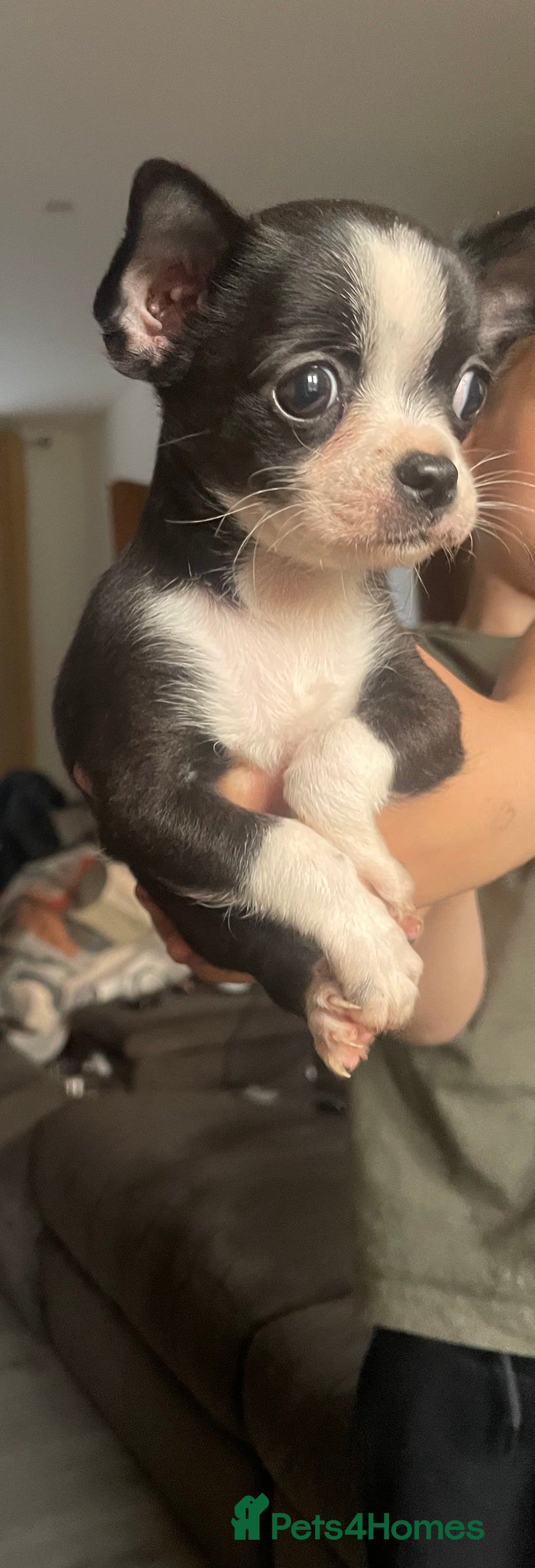 Chihuahua dogs for sale: Chihuahua female puppies - Image 18