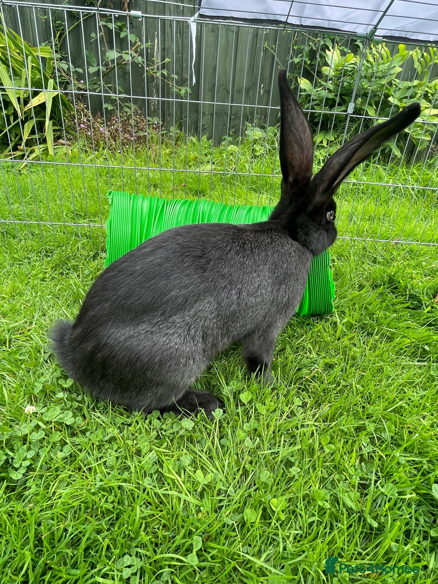 Continental Giant rabbits Beautiful pure bred continental giants - Advert 1