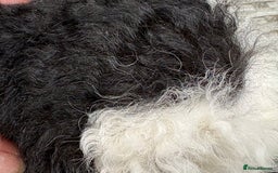 Guinea Pig rodents for sale: Lunkarya guinea pigs  - Image 8