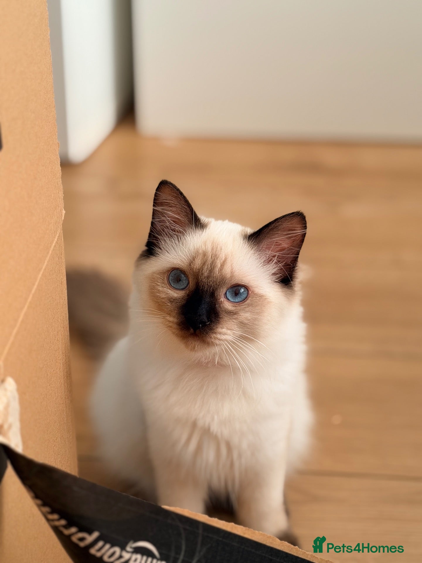 Ragdoll cats Reduced GCCF Ragdoll kitten - Advert 1