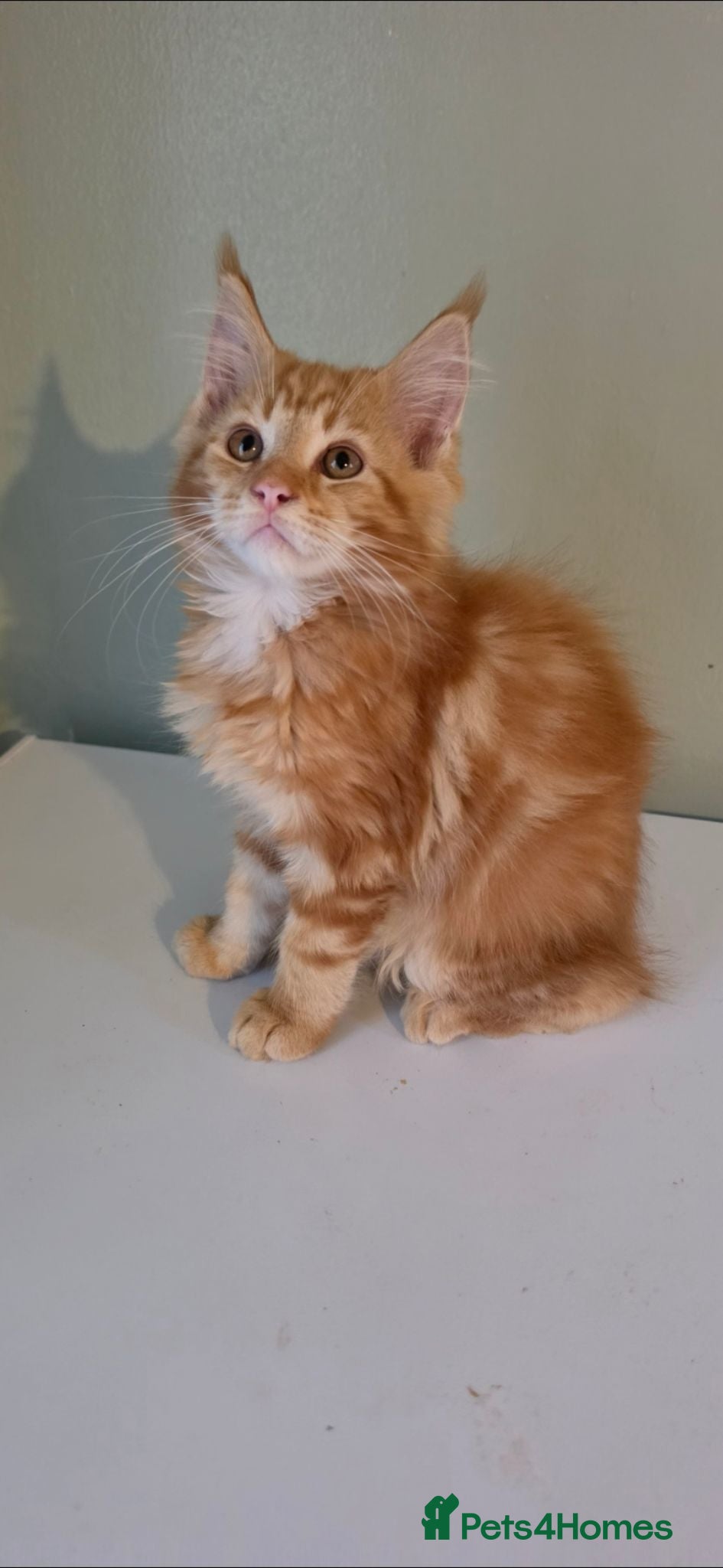 Maine Coon cats TICA registered mainecoon kittens  - Advert 4