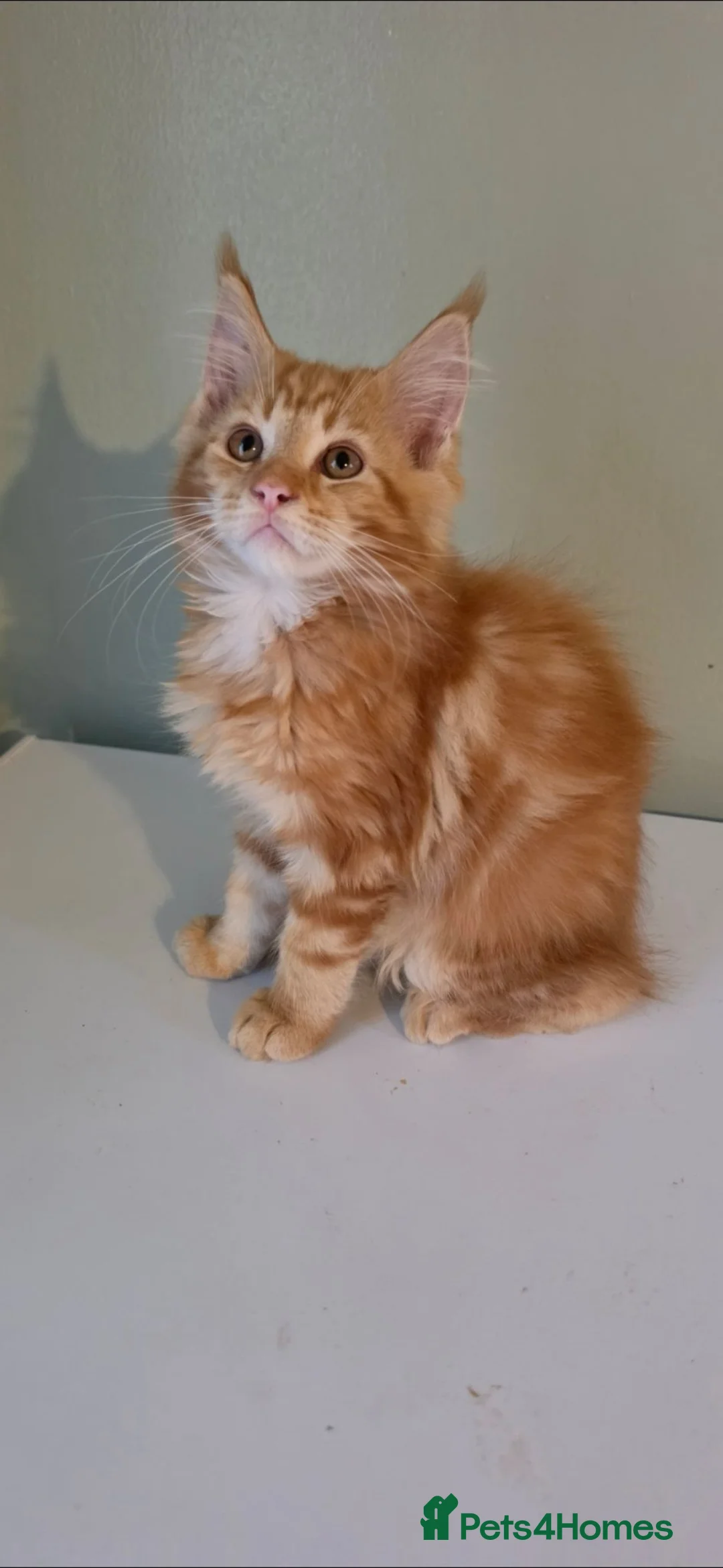 Maine Coon cats for sale: Last 2 tica reg mainecoon boys - Advert 1