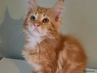 Maine Coon cats TICA registered mainecoon kittens - Advert 4