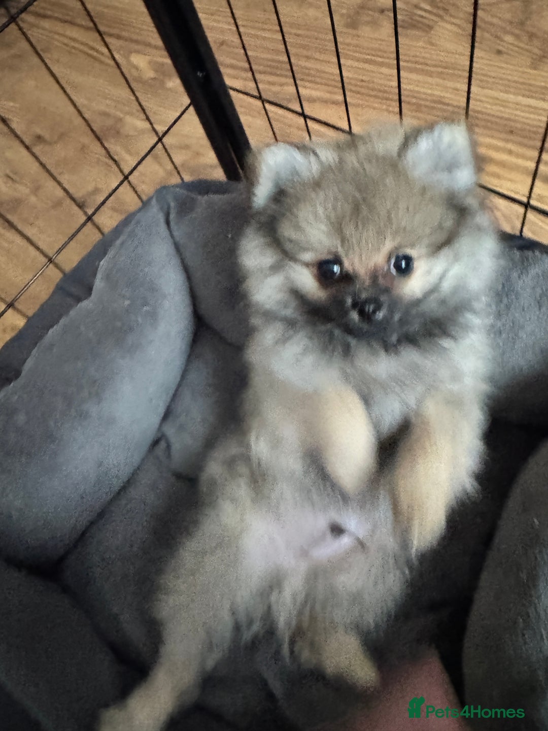 Pomeranian dogs for sale: ❤️Beautiful Pomeranian puppies❤️ - Advert 4