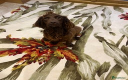Cocker Spaniel dogs for sale: Pure bred, Cocker spaniels - Image 14