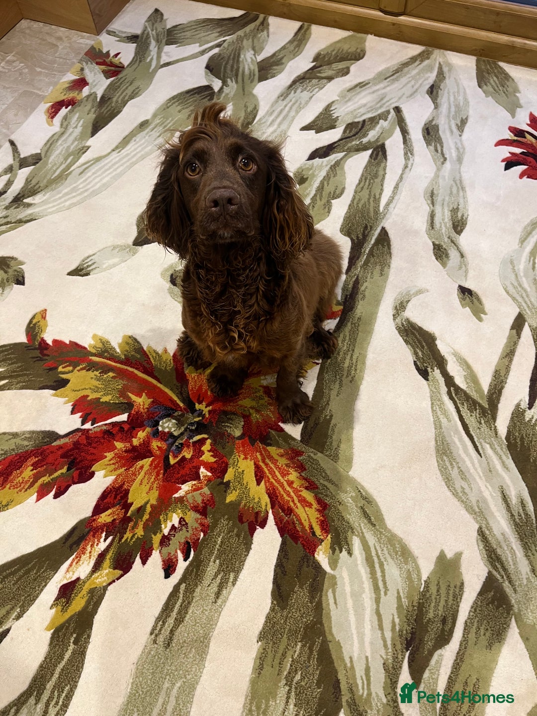 Cocker Spaniel dogs for sale: Pure bred, Cocker spaniels - Image 14