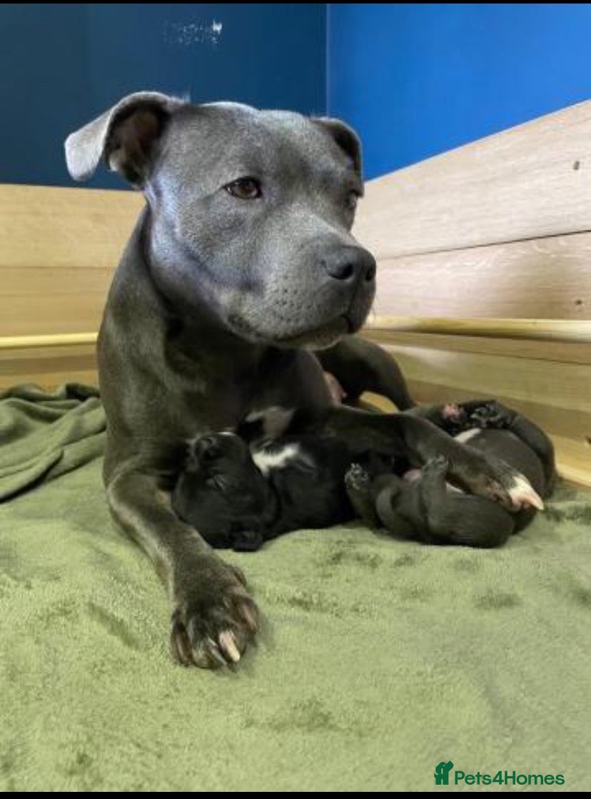 Staffordshire Bull Terrier dogs 1 Blue boy and 1 black female Staffys Available  - Advert 2