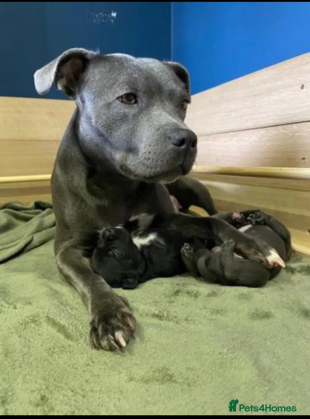 Staffordshire Bull Terrier dogs for sale: 1 Blue boy and 1 black female Staffys Available  in Coventry - Advert 1