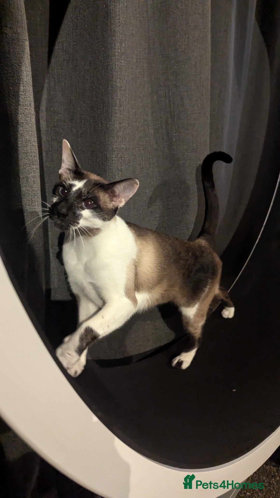 Oriental cats for sale: Blue Eyed Millie 3yr Old Oriental Shorthair Girl - Advert 26