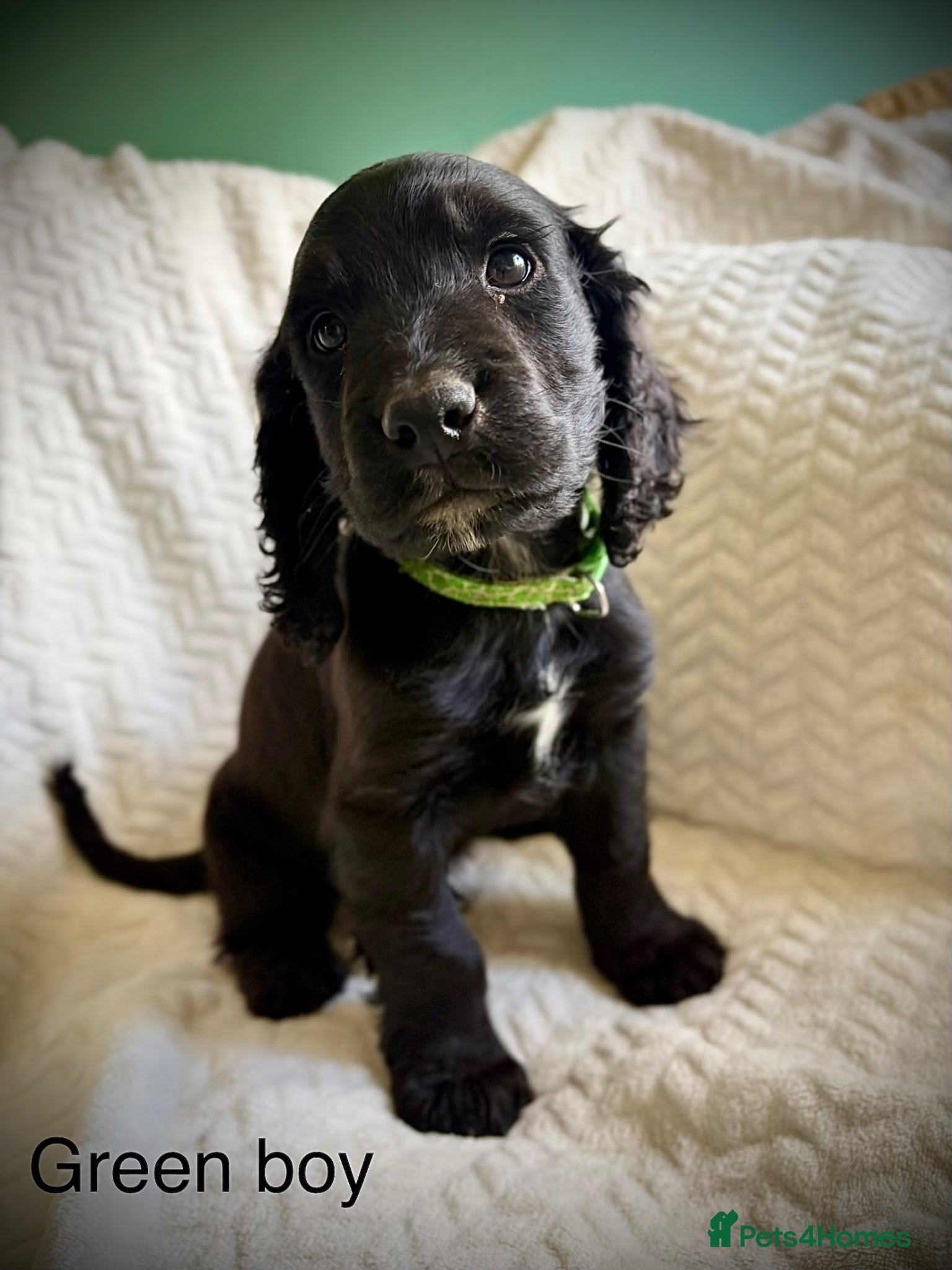 Cockapoo dogs F1B READY TO LEAVE NOW! - Advert 11