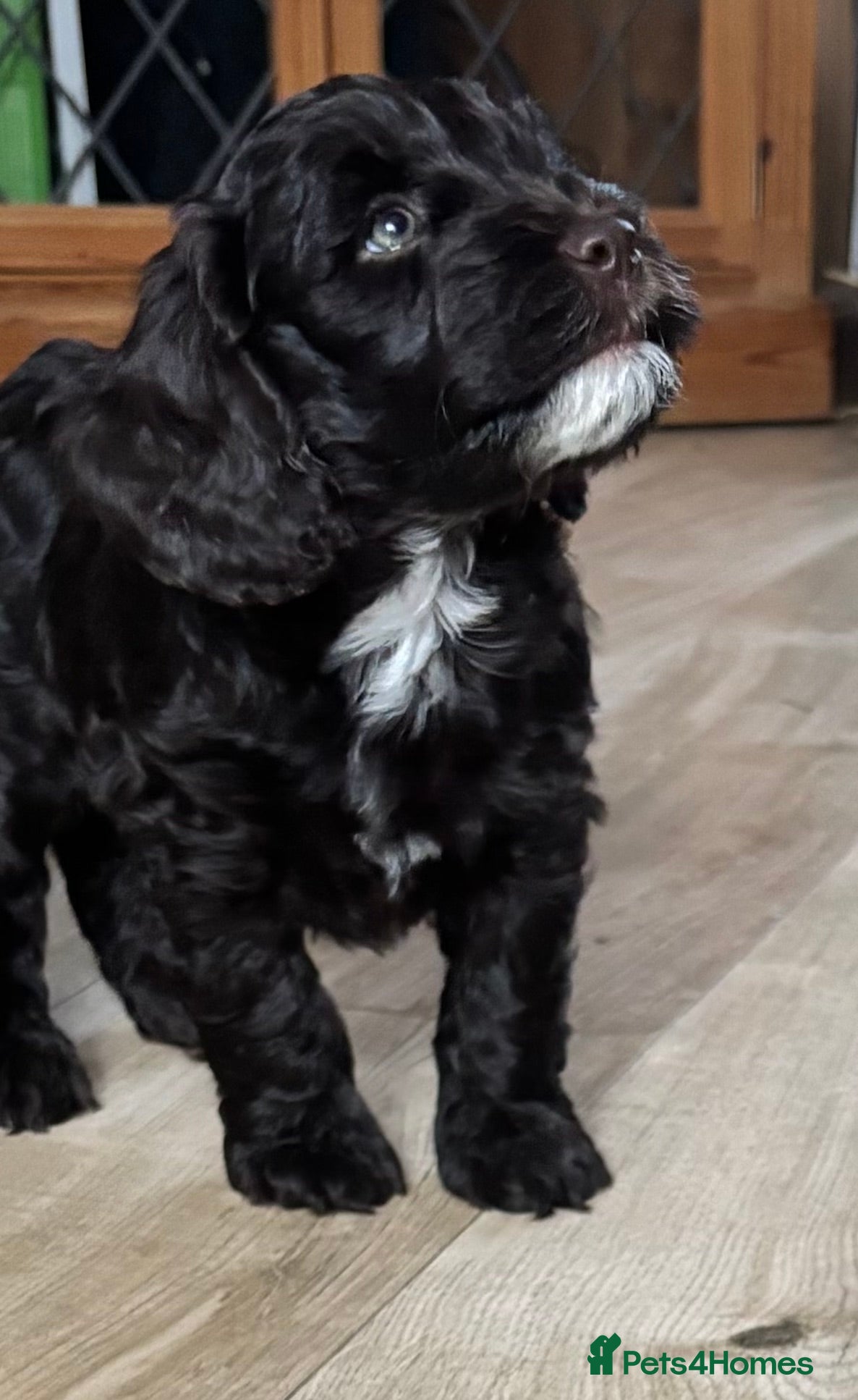Cockapoo dogs Adorable F2 Cockapoo Puppies  - Advert 2
