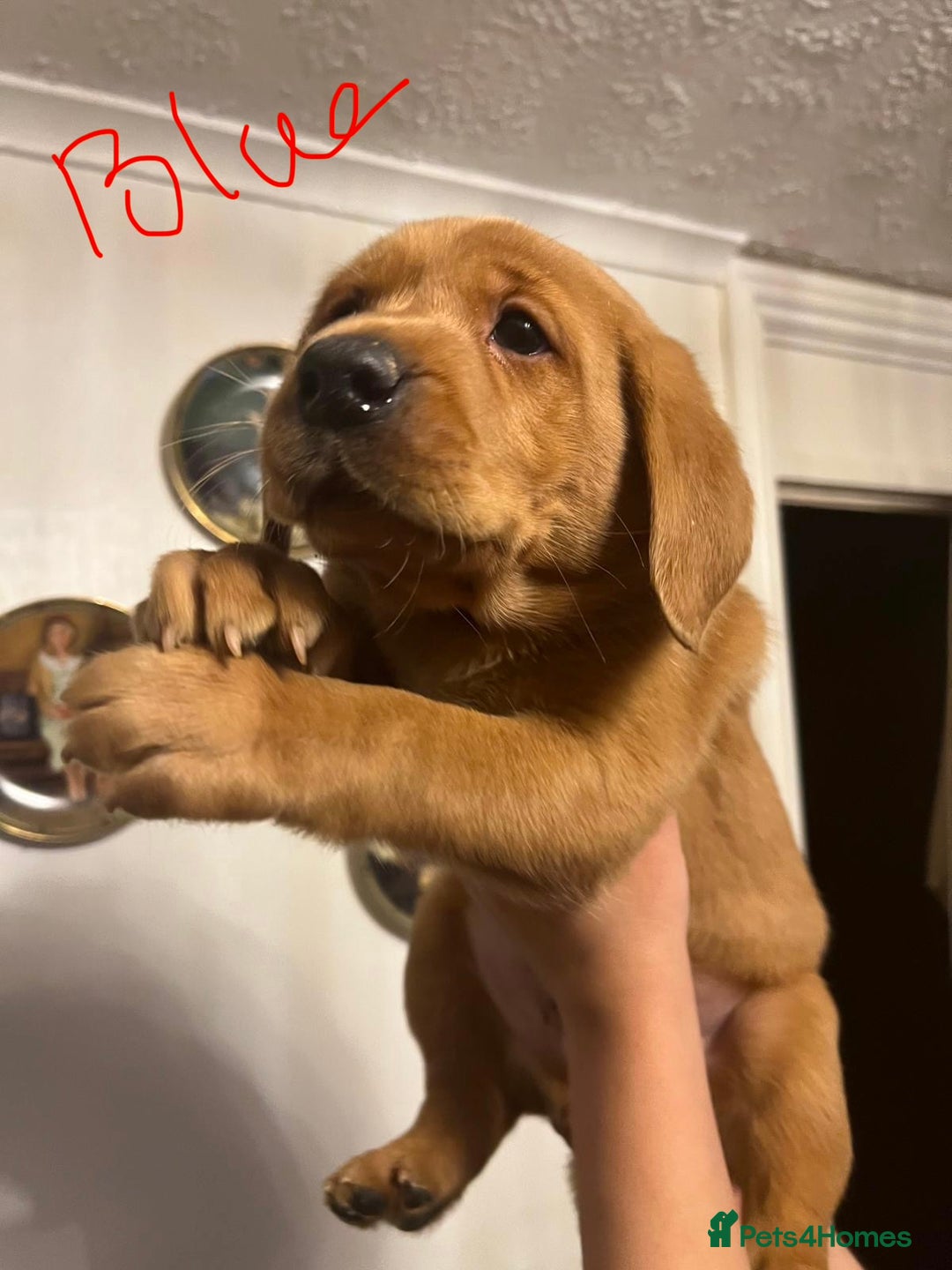 Labrador Retriever dogs for sale: Red fox lab - Advert 6