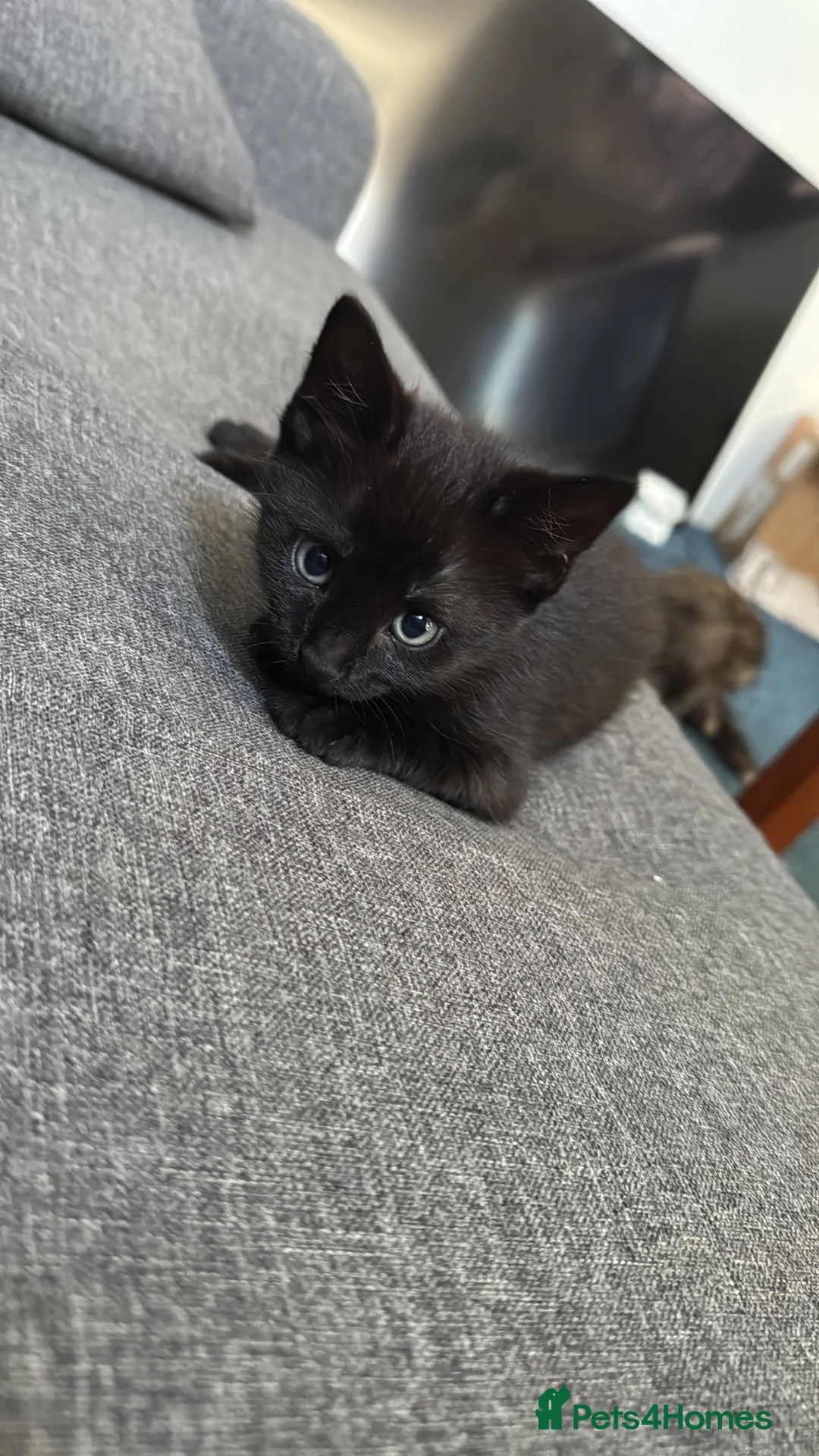 British Longhair cats for sale: Four long haired Kittens - Advert 6