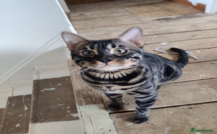 Bengal cats - Advert 3