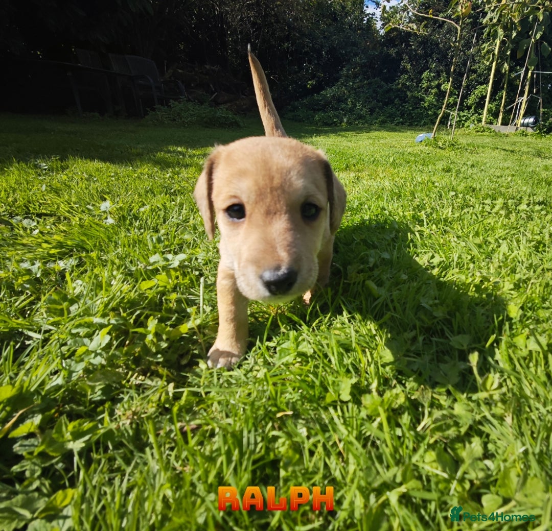 Mixed Breed dogs for sale: Parson Russell Cross Puppies  - Image 16