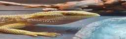 Bearded Dragon reptiles for sale: Male 14 month old bearded dragon with setup  in Nottingham - Advert 10