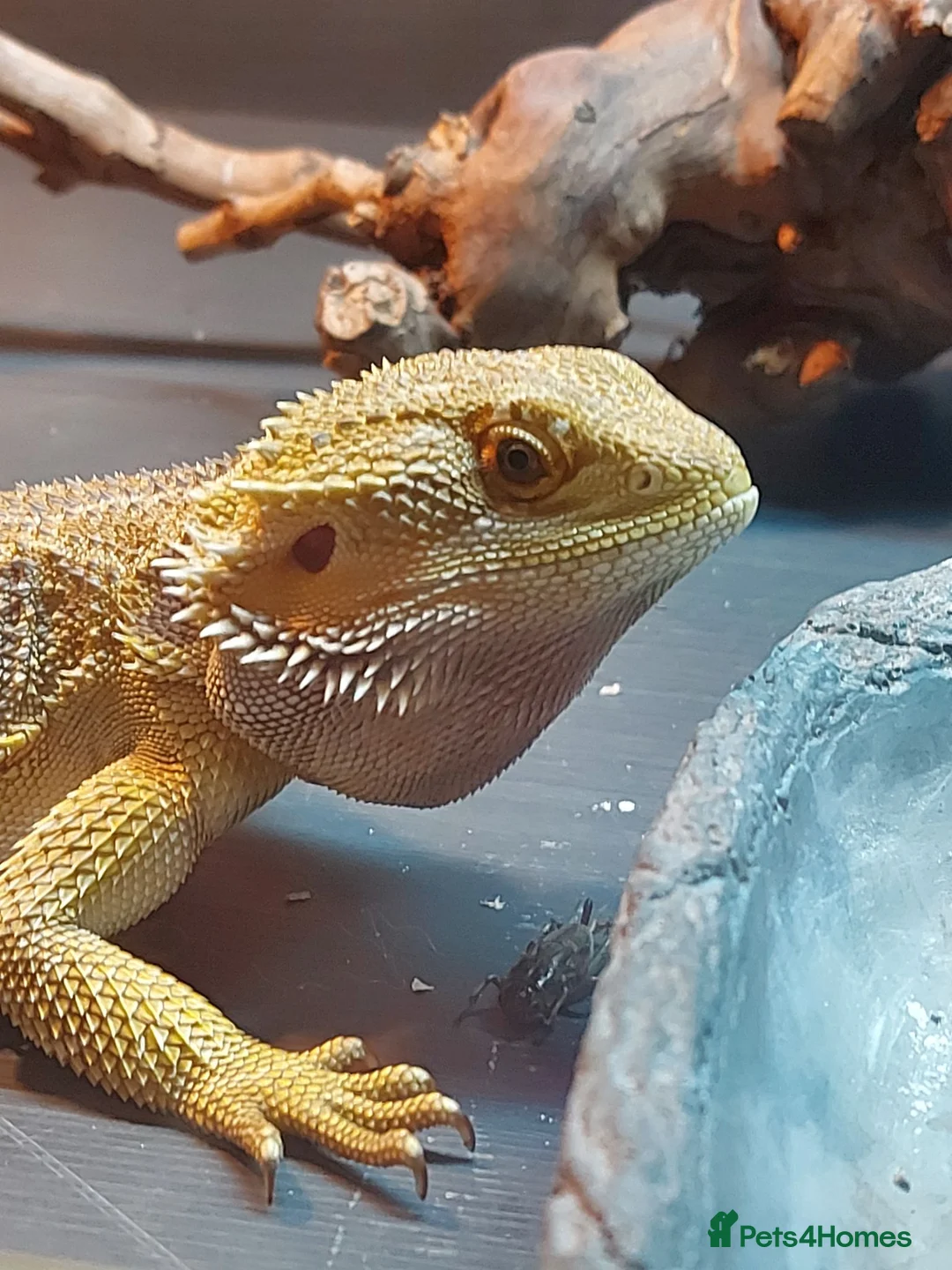 Bearded Dragon reptiles for sale: Male 14 month old bearded dragon with setup  in Nottingham - Advert 10