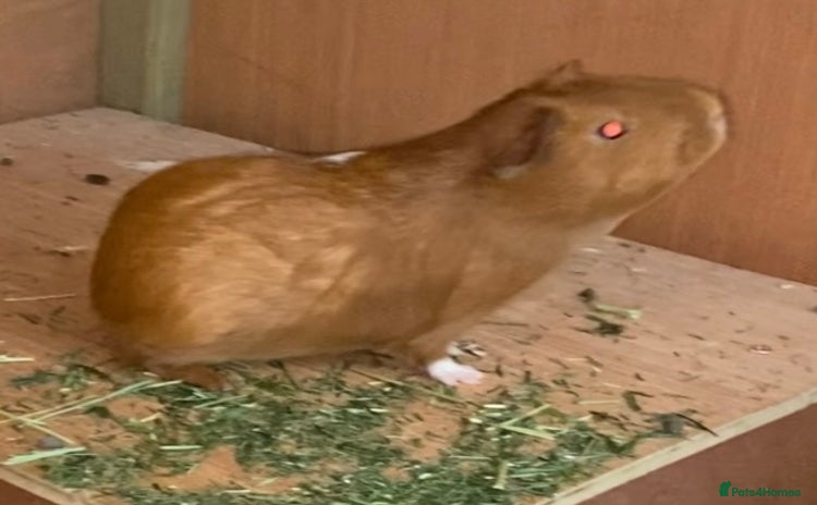 Guinea Pig rodents - Advert 1