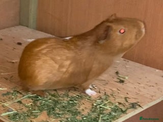 Guinea Pig rodents - Advert 11