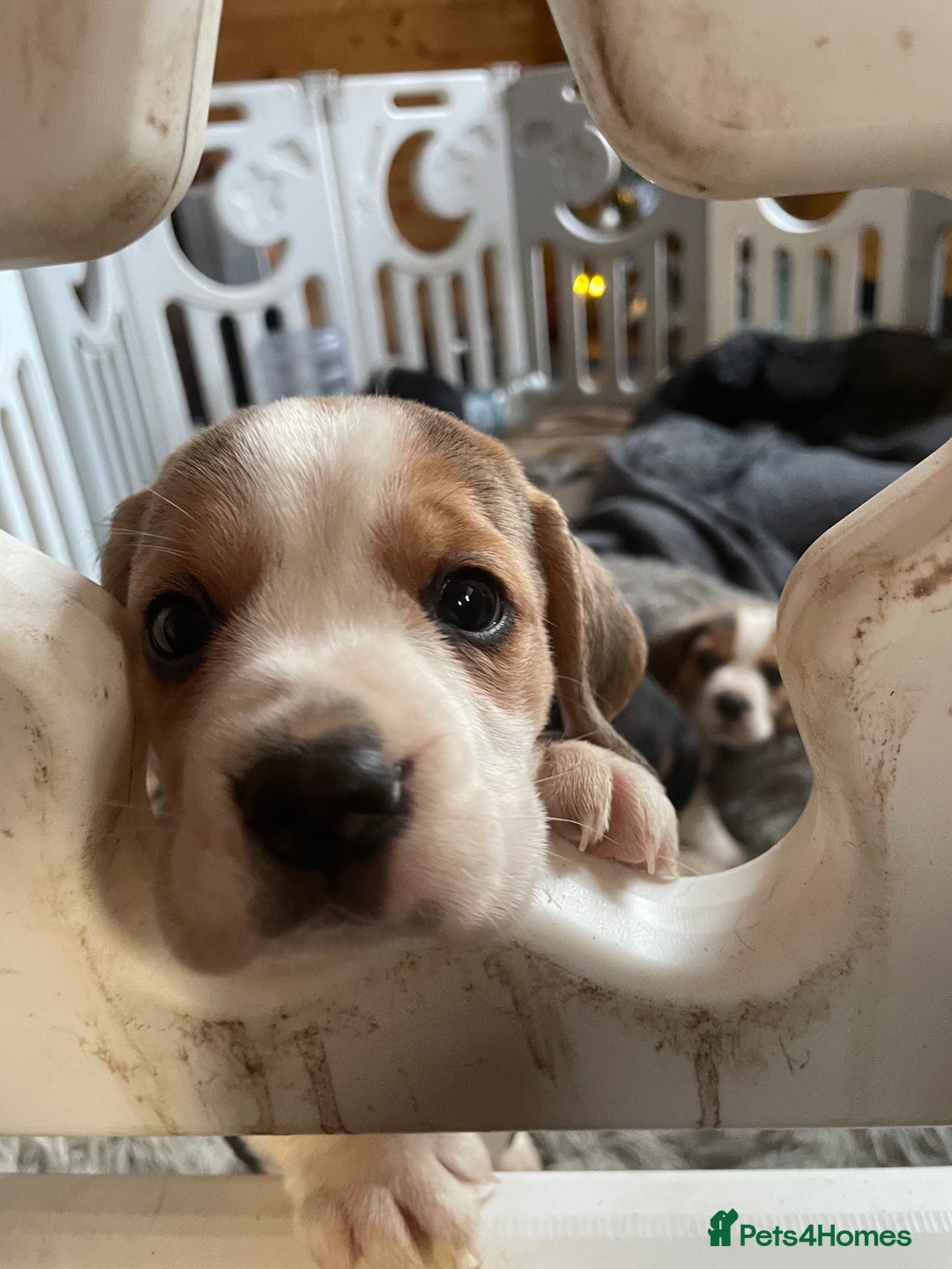 Beagle dogs for sale: 2tri girls kc reg ready after  **   - Advert 3