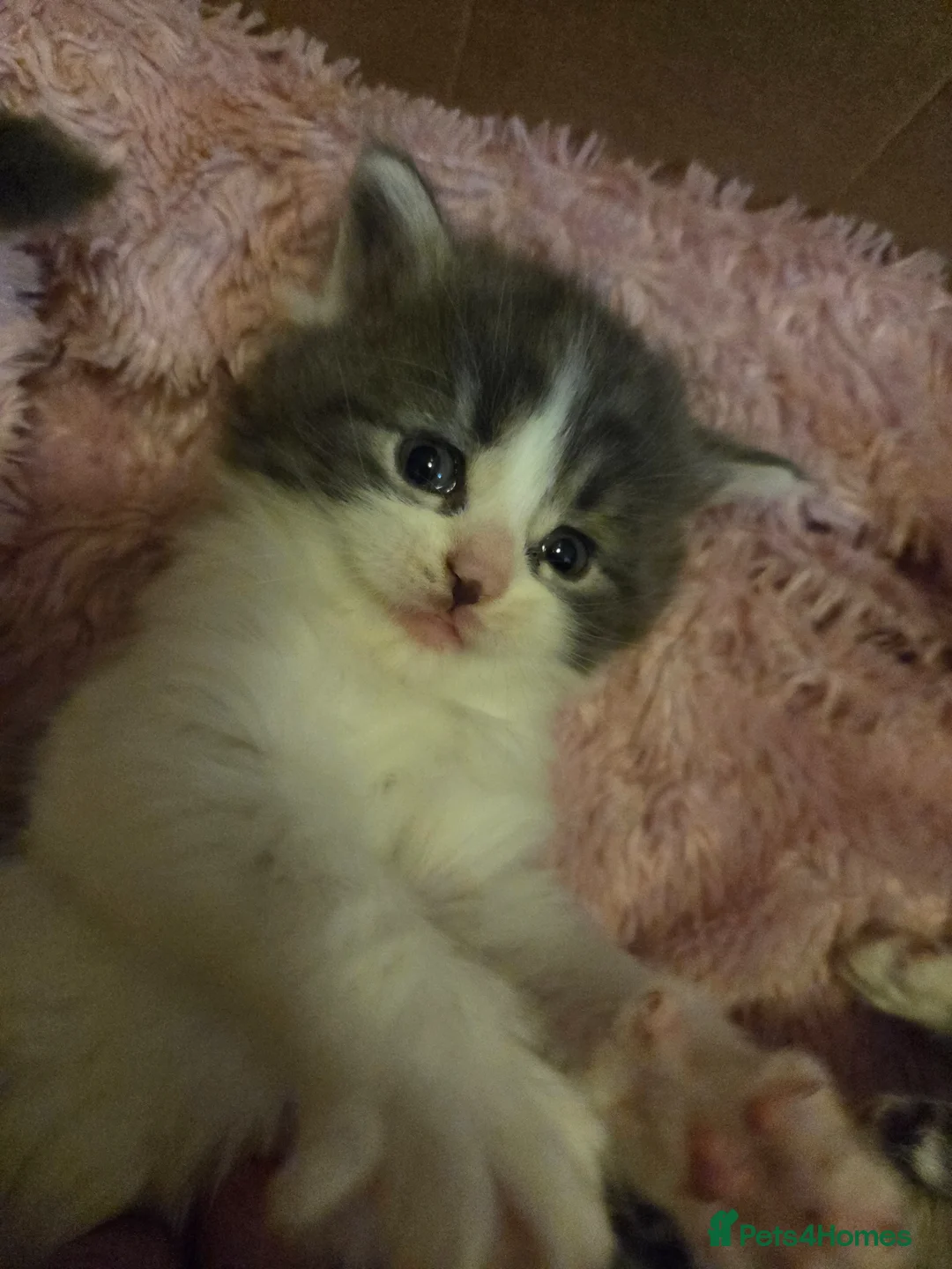 Maine Coon cats for sale: Maine cooin - Advert 2