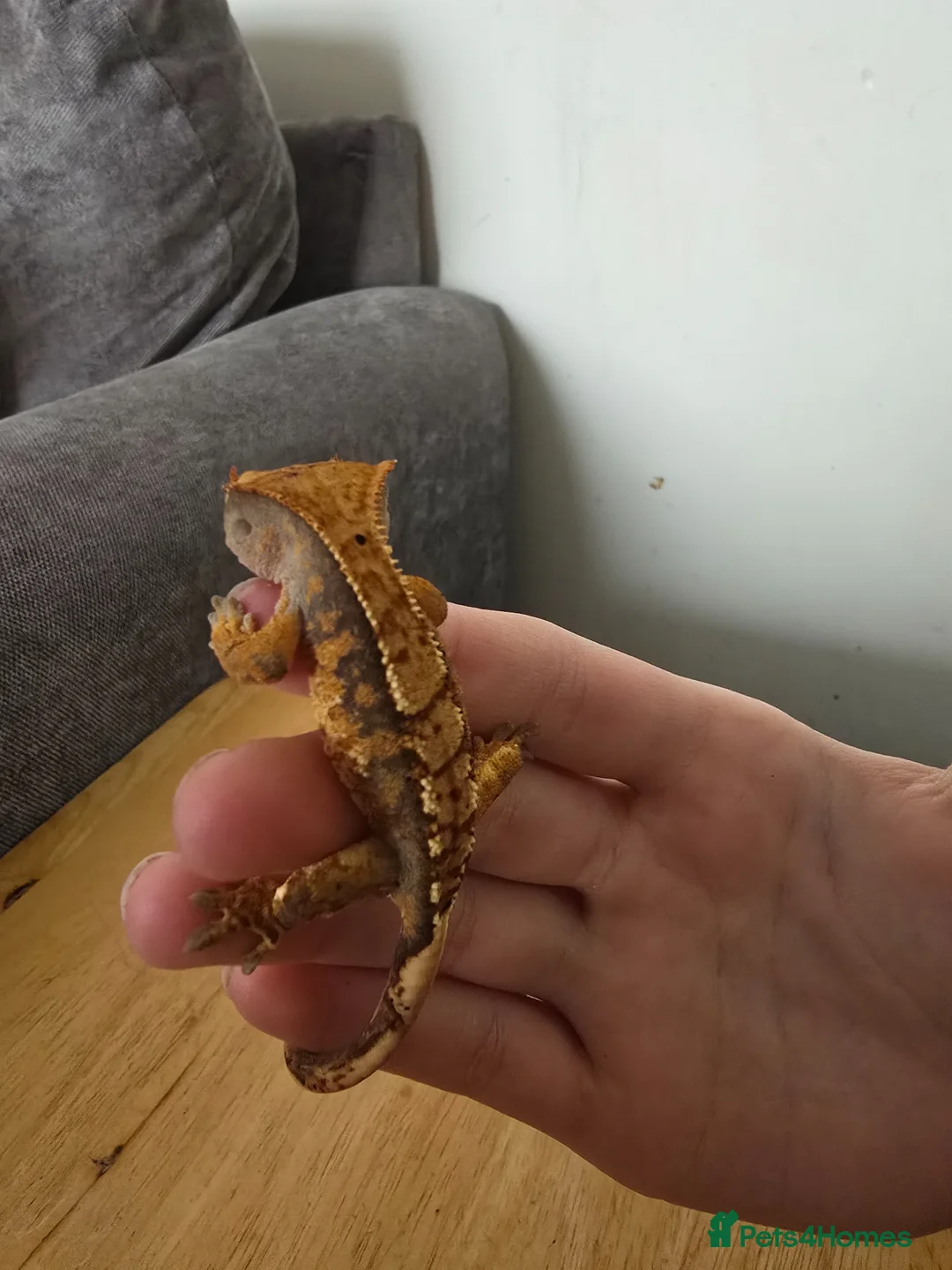 Gecko reptiles for sale: Crested gecko babies for sale - Advert 4