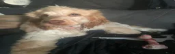 Cocker Spaniel dogs for sale: Looking for forever home for loving Mabel in Sutton - Advert 11