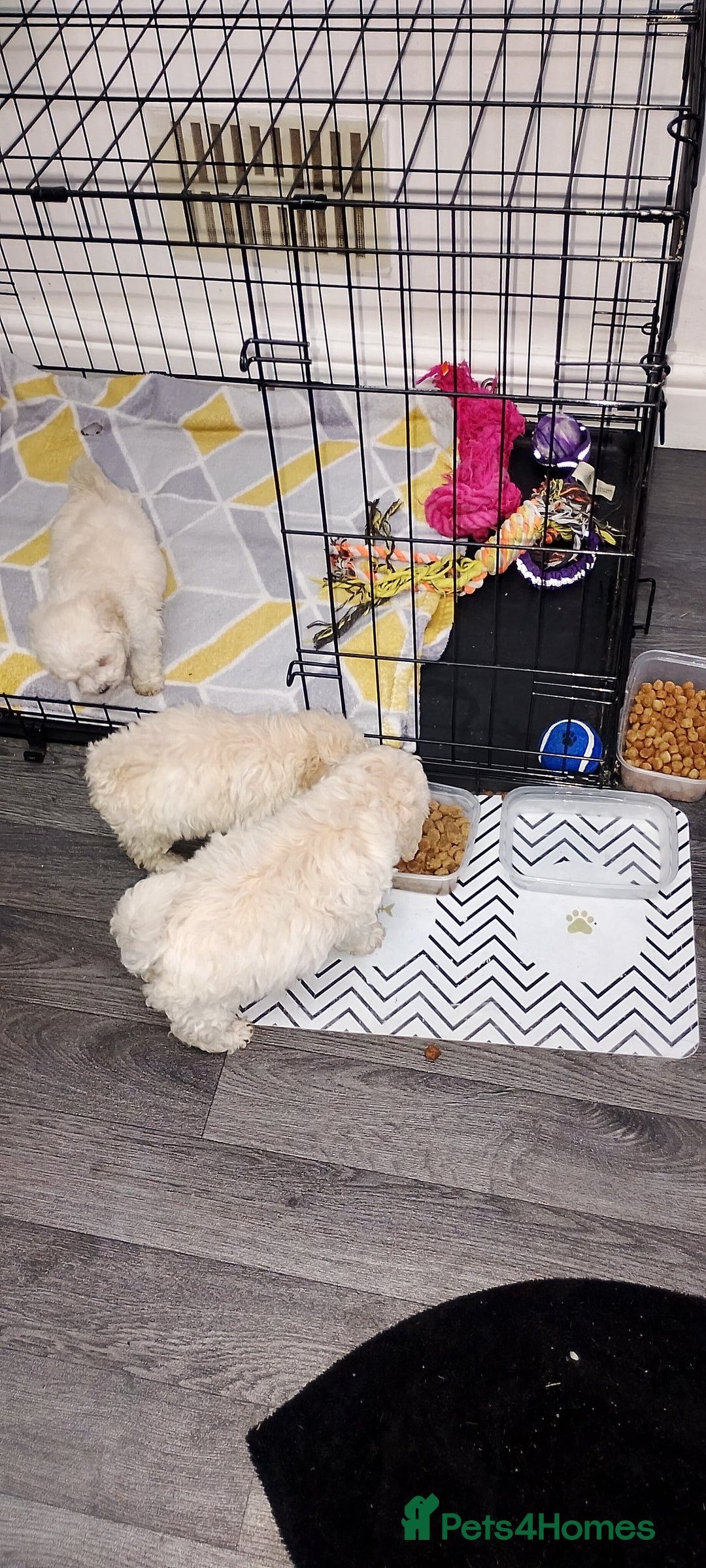 Poochon dogs for sale: Poochon  - Advert 12