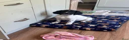 English Springer Spaniel dogs for sale: Strong chunky boy springer FTCh FTAW Conholt Hill - Advert 2
