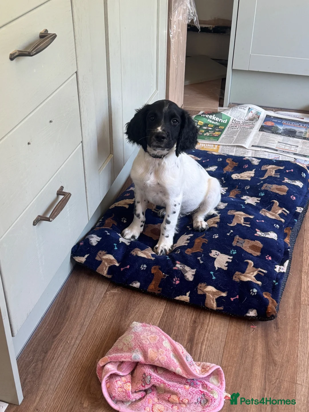 English Springer Spaniel dogs for sale: Strong chunky boy springer FTCh FTAW Conholt Hill - Advert 2