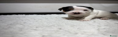 Jack Russell Puppy 5