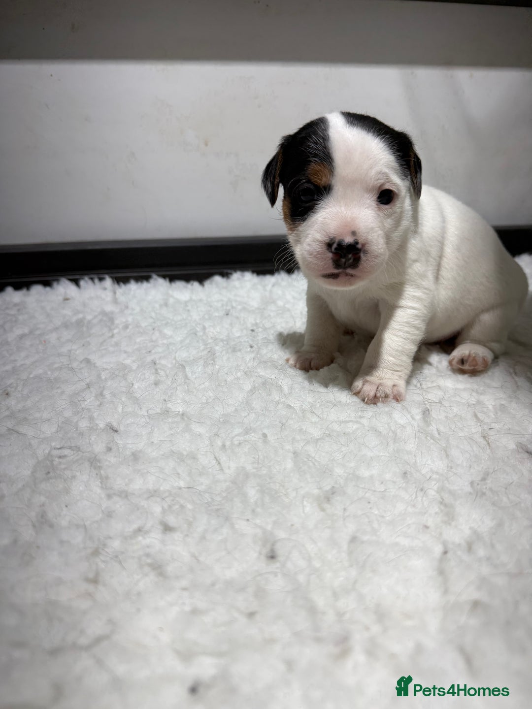 Jack Russell dogs for sale: Jack Russell Puppies - Advert 5