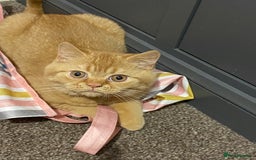 British Shorthair cats for sale: Re homing this Beautiful Boy - Image 22