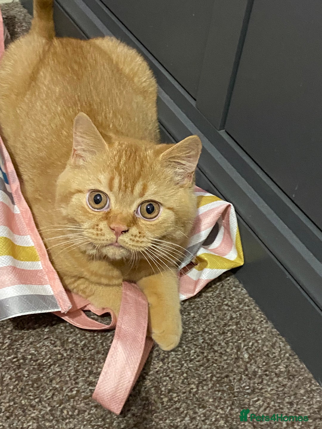 British Shorthair cats for sale: Re homing this Beautiful Boy - Image 22