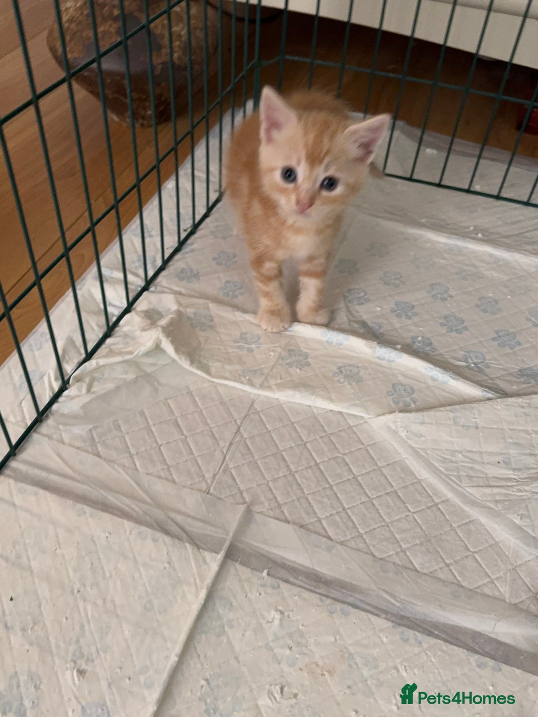 Bengal cats for sale: Bengal and British shorthair mix ginger kitten - Advert 19