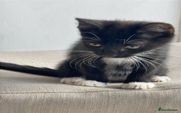 American Shorthair cats for sale: Kittens for sale  - Image 4