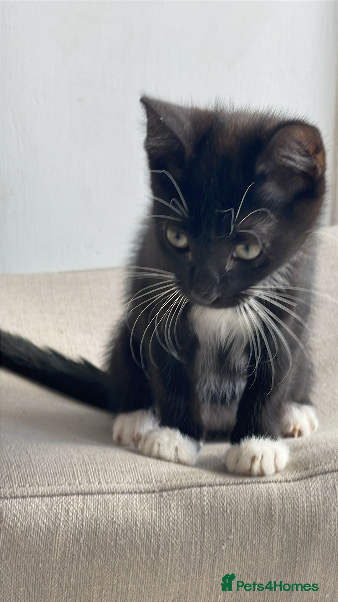 American Shorthair cats for sale: Kittens for sale  - Image 4