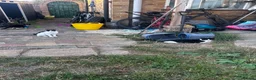 Mixed Breed cats for sale: 2 Adorable Kittens in Hornchurch - Advert 6