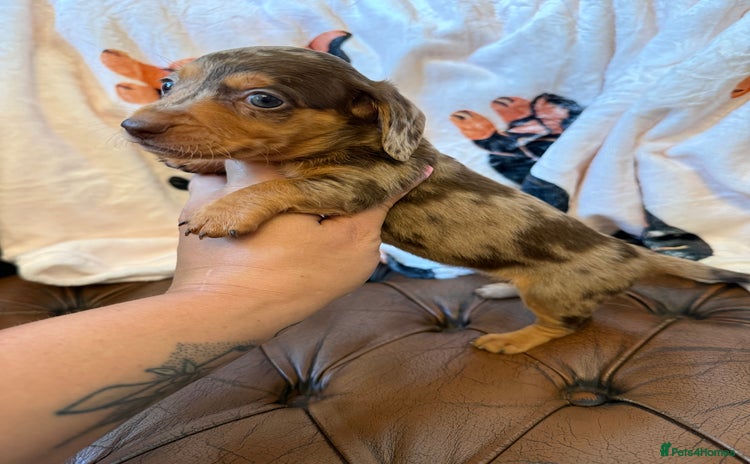 Miniature Dachshund dogs - Advert 5