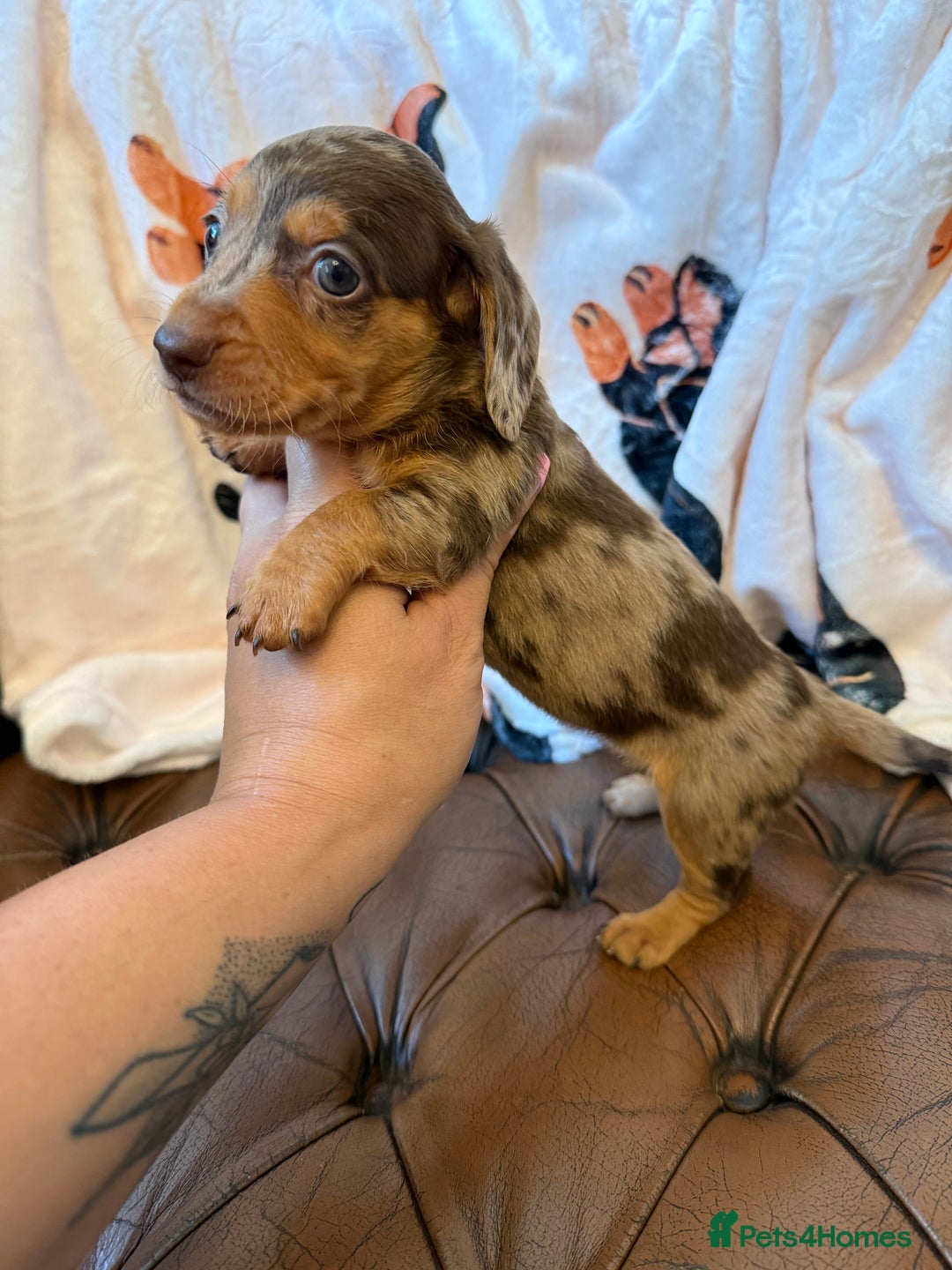 Miniature Dachshund dogs for sale: Stunning Silver & Chocolate Dapple Miniatures - Image 1